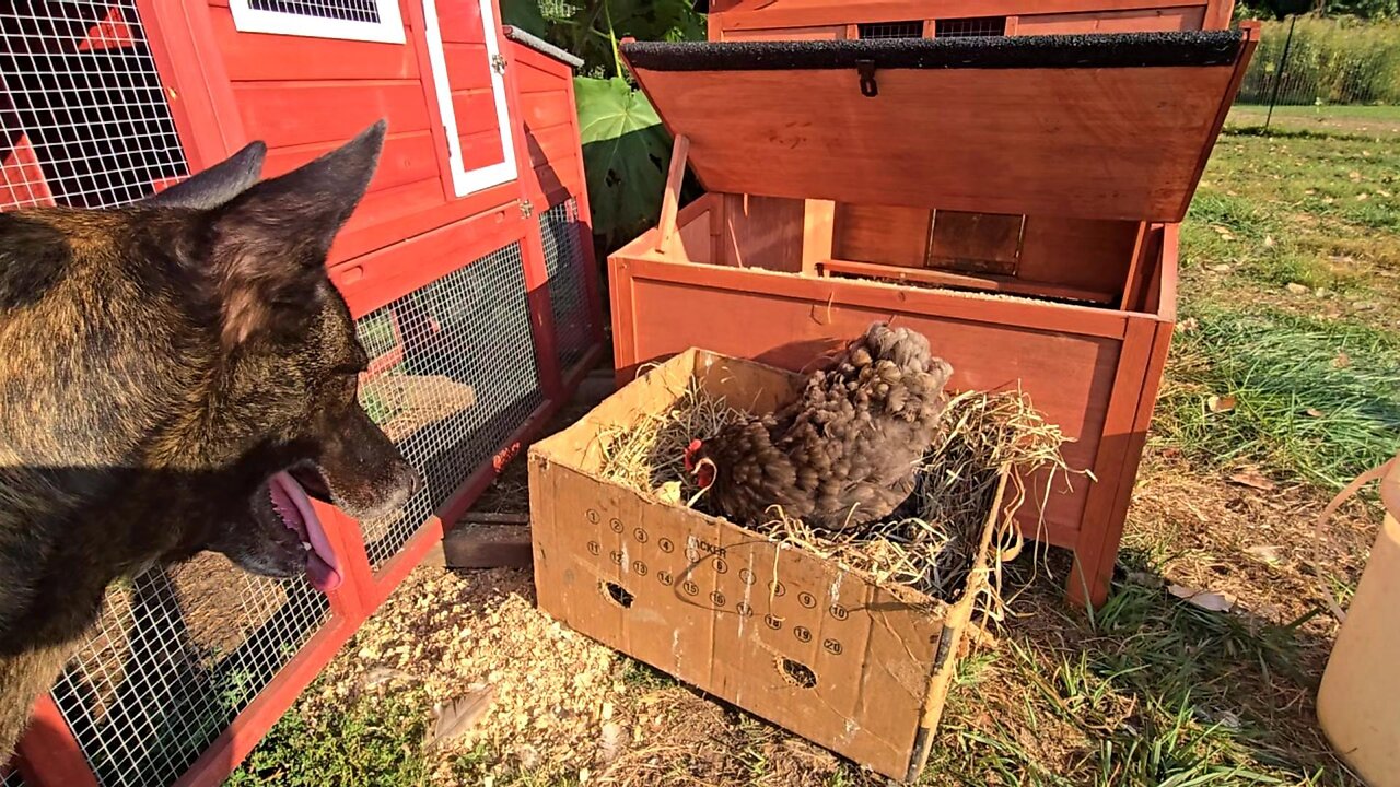 SURPRISE! Pants Is The NEWEST Momma Hen! // Whitt Acres