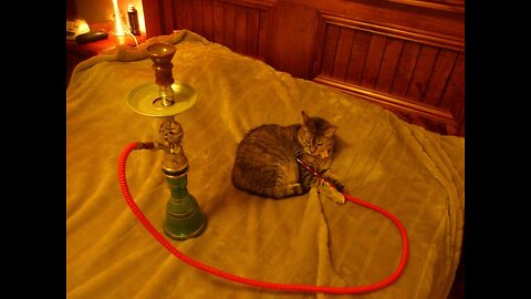 Catnip Time.