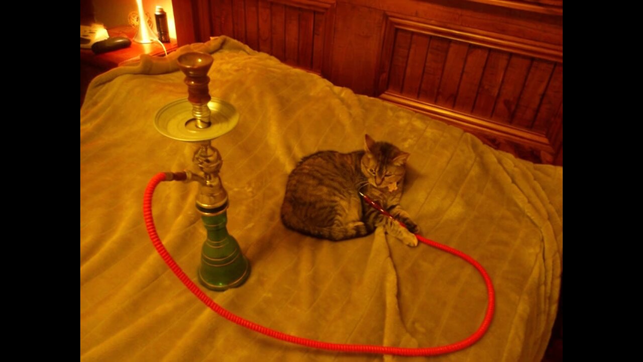 Catnip Time.