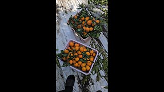 Endless Jeju Tangerines! Not Enough Profit In Korea! Friend's land. 귤 실컷 먹는다! 인권비 안나오는 귤 농사! #제주도