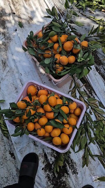 Endless Jeju Tangerines! Not Enough Profit In Korea! Friend's land. 귤 실컷 먹는다! 인권비 안나오는 귤 농사! #제주도