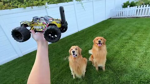 My Dogs React to Remote Control Car.