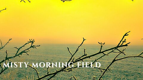 Morningtime Exploration: The Misty Sounds of the Early Morning Field