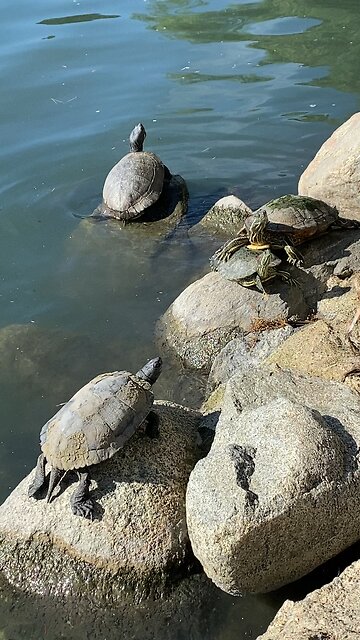Red-Eared Slider Turtles 🐢 #redearedslider #followme #shorts #viral #trending #turtles #turtle