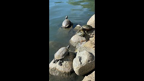 Red-Eared Slider Turtles 🐢 #redearedslider #followme #shorts #viral #trending #turtles #turtle