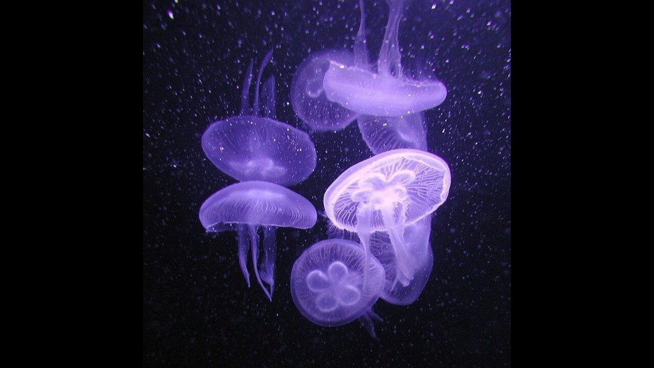 Lofi Chill Guitar Beat Whispering Lights (Chill, Relax, Study)