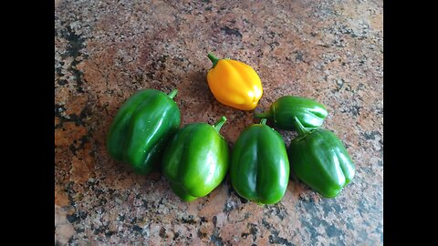 Sarge's Smoke Break #56: Garden Update 16 Nov 2025