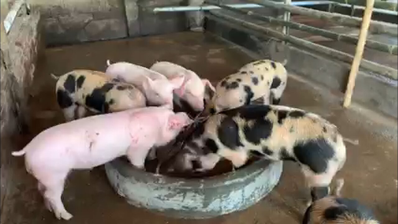 pig farming