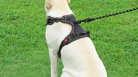 PetBuds’ No Pull Dog Harness UK!