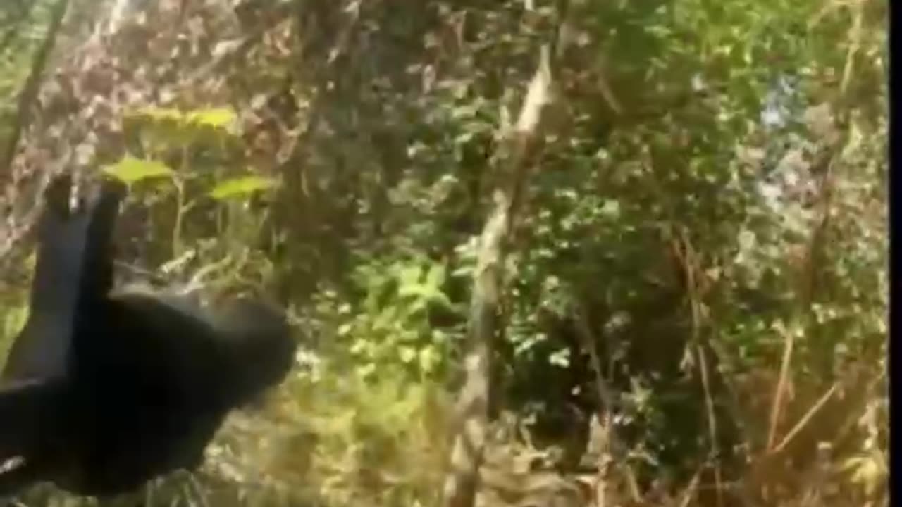 Ukriane war combat footage 10/1/25