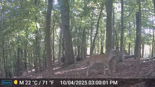 The Woods – 10/05/2025