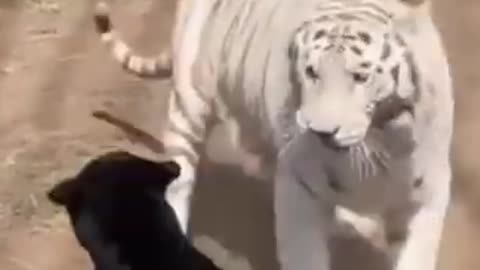 White Tiger Vs Black Leopard 😱 #CCTV #RealFootage #SecurityCamera