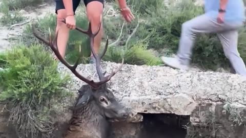 Rescuing a helpless buck that got stuck on the well!