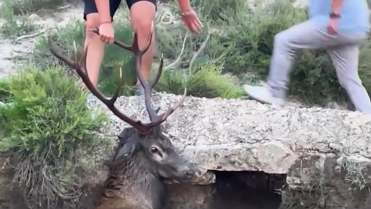 Rescuing a helpless buck that got stuck on the well!
