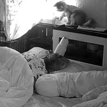 Cats That Will Make You Cry with Laughter! 🐱😂 The Funniest Moments with Furry Troublemakers