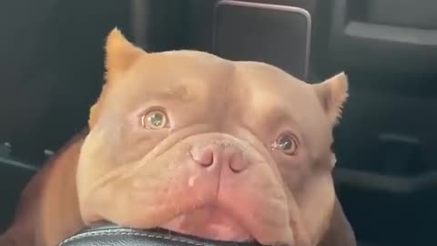 I’d take Cupcake home immediately! 😍❤️