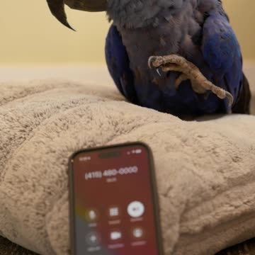 An AI realizes its talking to a parrot