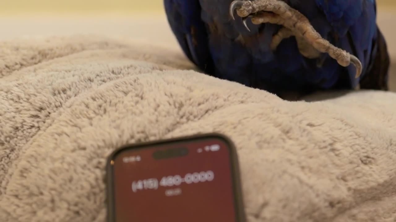 An AI realizes its talking to a parrot