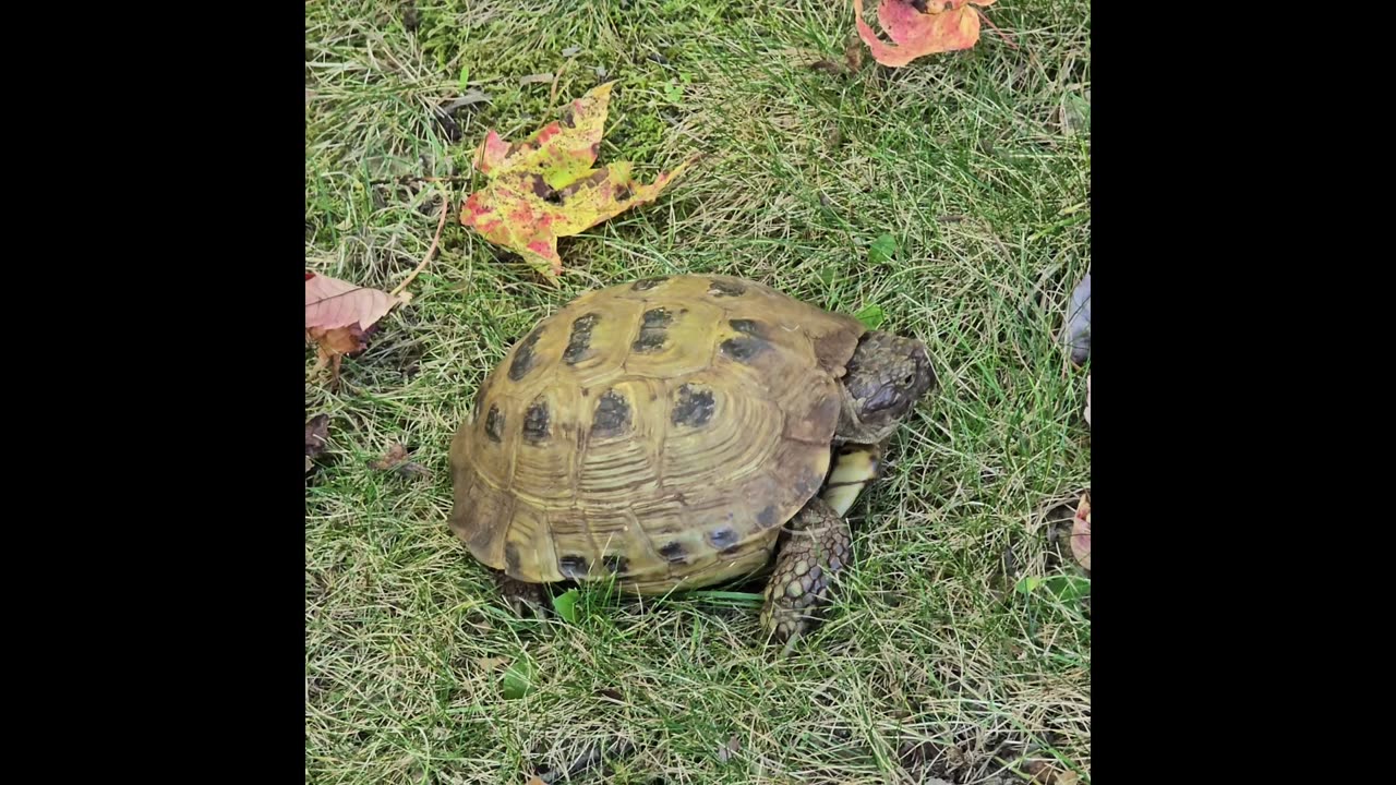 Russian Tortoise.