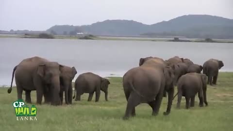 Herd of elephants at the Minneriya national park