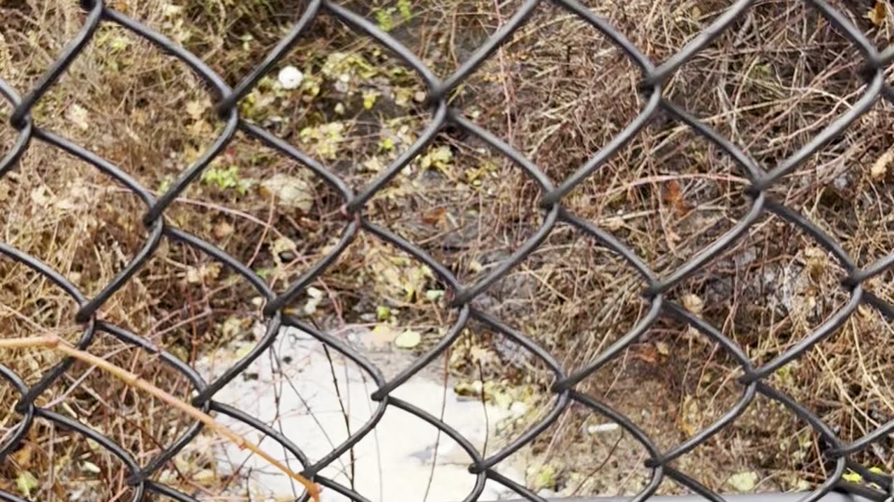 The stream near my apartment is rising.