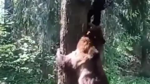 This Bear Climbs a Tree Chasing a Man!