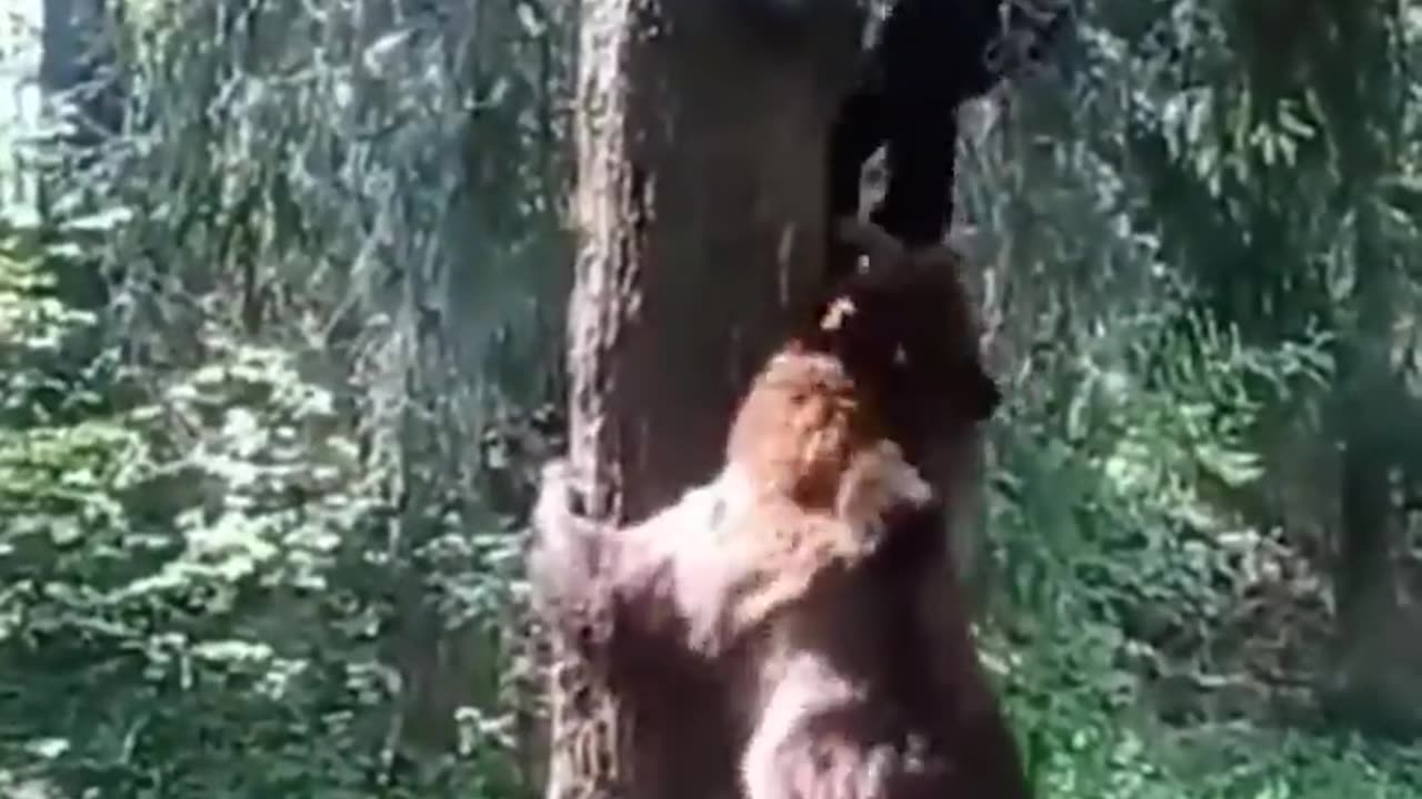 This Bear Climbs a Tree Chasing a Man!