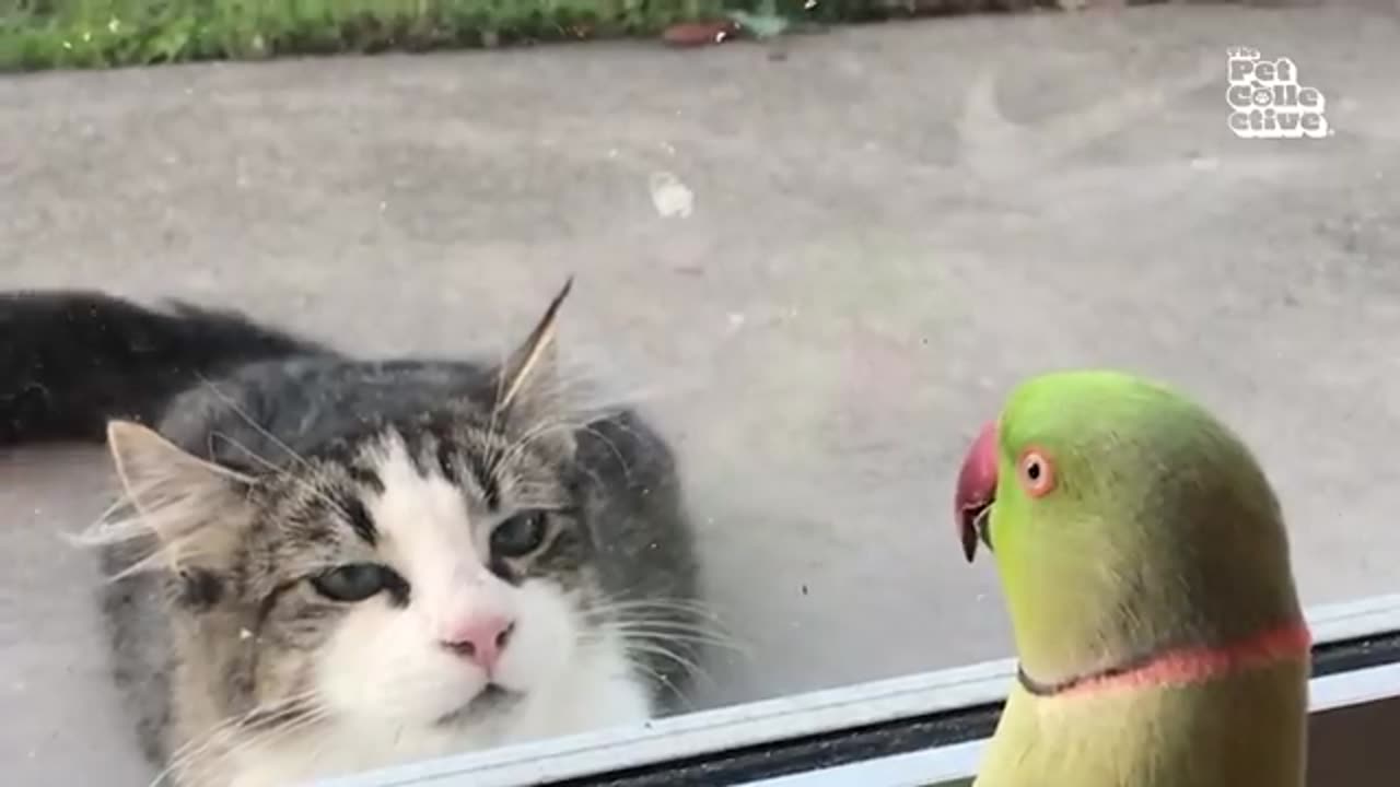 BEST Animal Videos (large compilation)