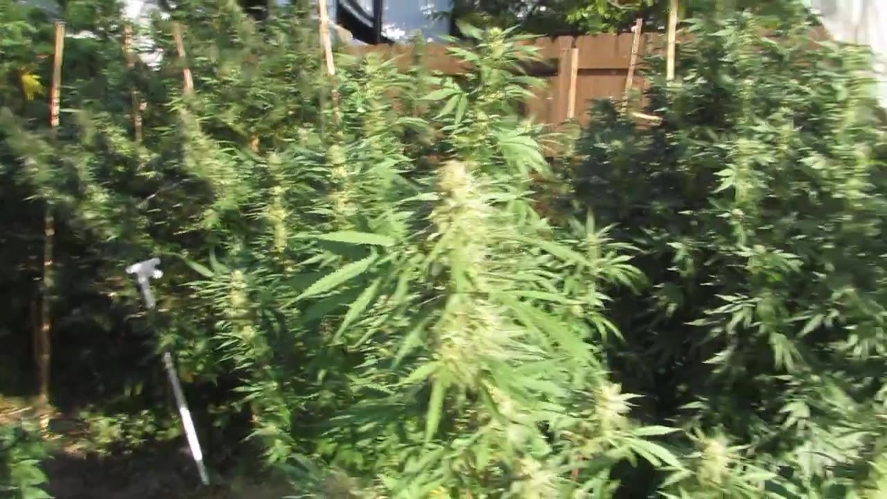 Autumn’s Bounty, Harvest time has arrived marijuana