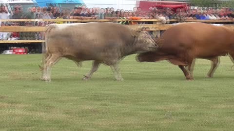 Brisko od Đerzića vs Jelenko od Butkovića Ciljuge 2025