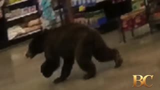 Bear walked into southern Arizona grocery store and ran around