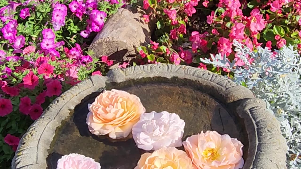 The Biggest Begonias on site time now