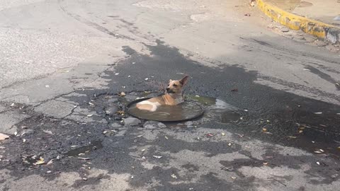 Dog Takes a Bath in a Puddle