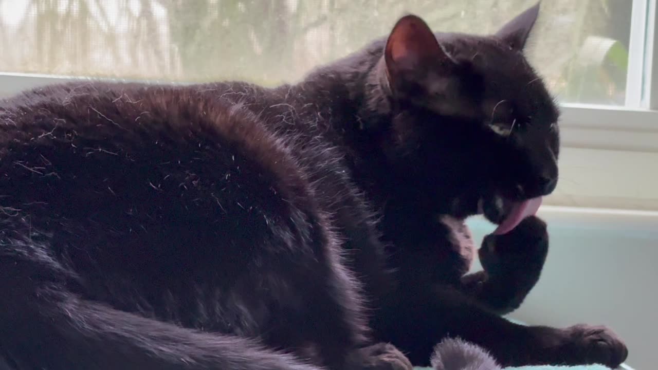 Cute Precious Piper Does Her Pedicure - My Adopted Shelter Cat Vlog