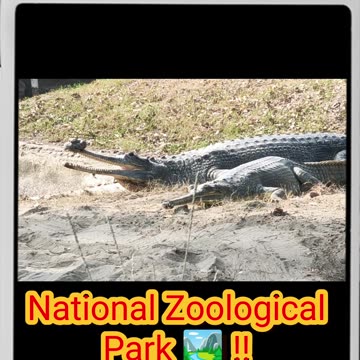 Alligator at Delhi Zoo: Jaw-Dropping Close Encounter! 🐊🏞️