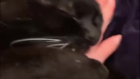 Cat funny complition videos