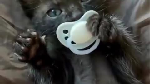Binky Kittens