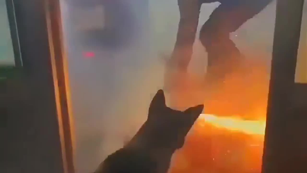 🤯😂 Watch a Dog Remain Completely Unfazed by Firecrackers!!! | FeedMyCuriosity