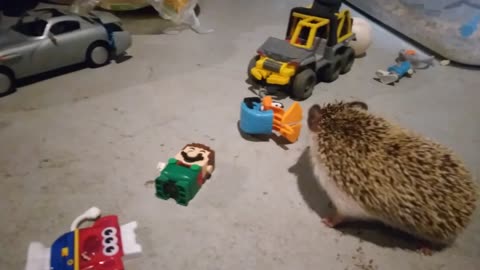 Hedgehogs with toys