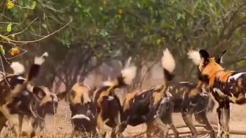 🐝🐝 Honey Badger Undefeated! | FeedMyCuriosity