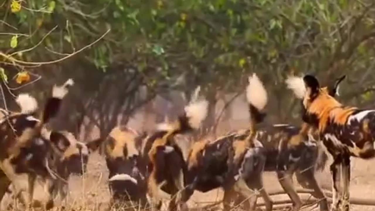 🐝🐝 Honey Badger Undefeated! | FeedMyCuriosity