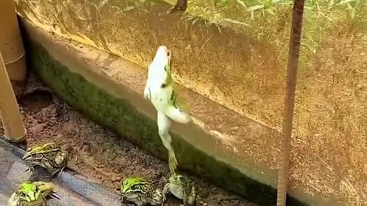 Animals and human
