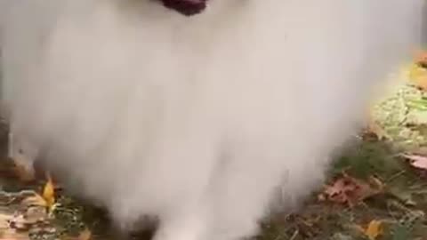 Pomeranian Pomeranian baby silly puppy cute dog