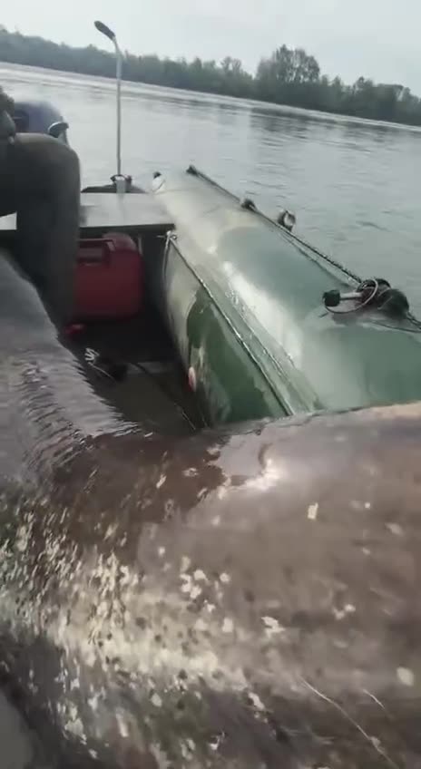 That’s not a fish that’s a whale 😱