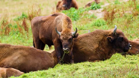 Bison on a Green Pasture