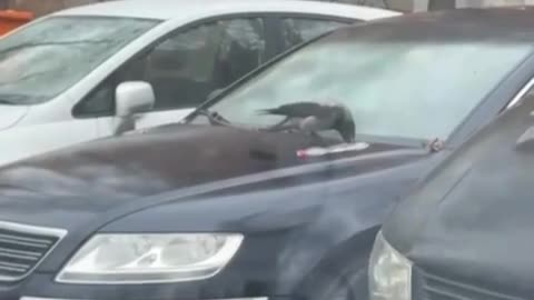 Crow practicing snowboarding moves 🤣