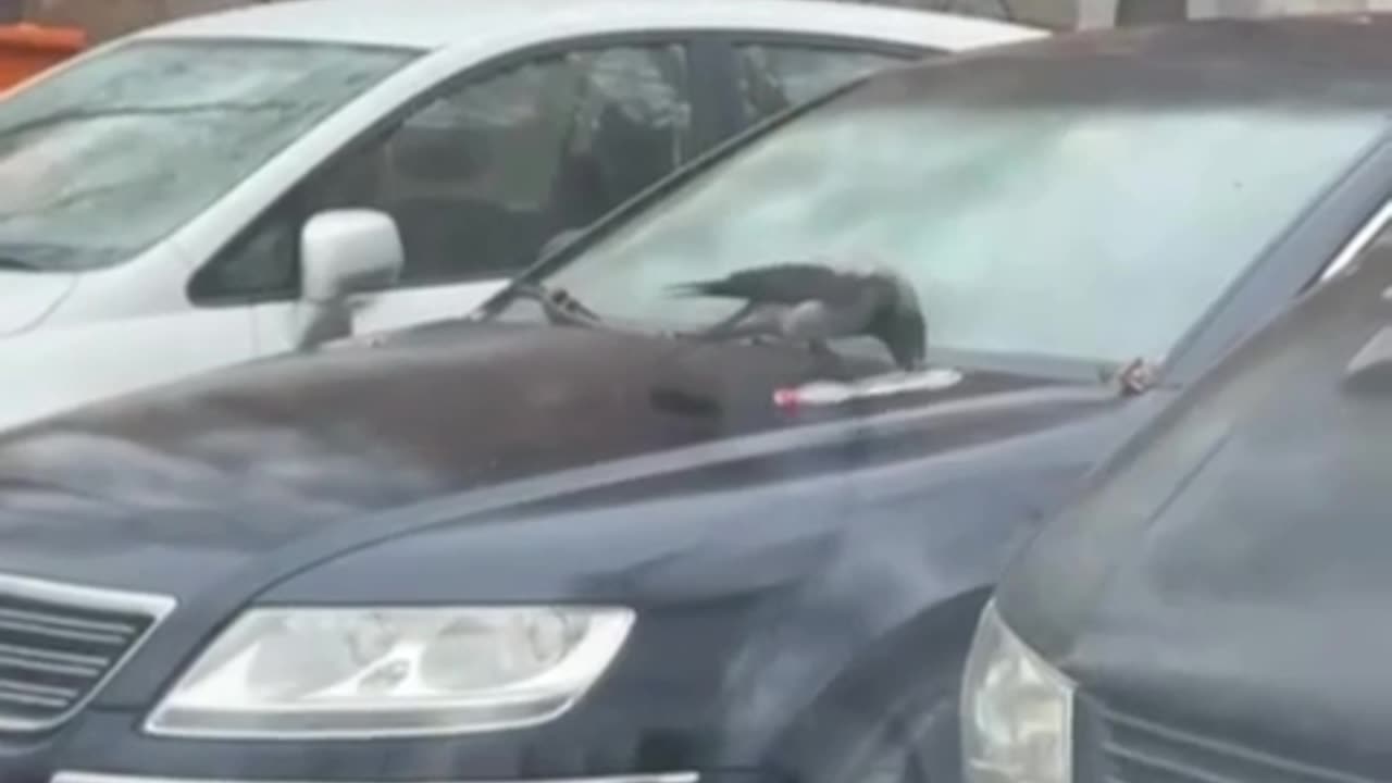 Crow practicing snowboarding moves 🤣