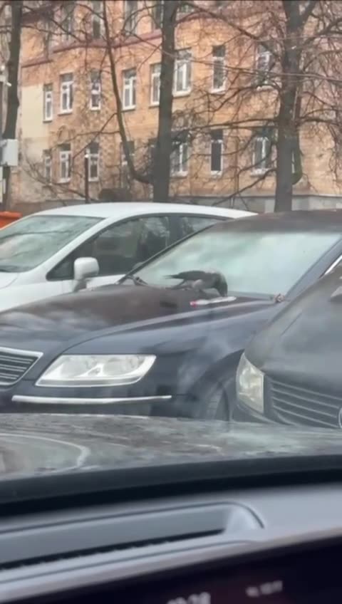 Crow practicing snowboarding moves 🤣