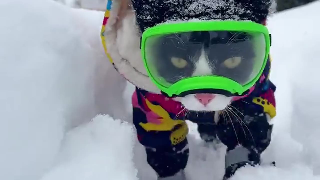 Rain or snow off to work I go