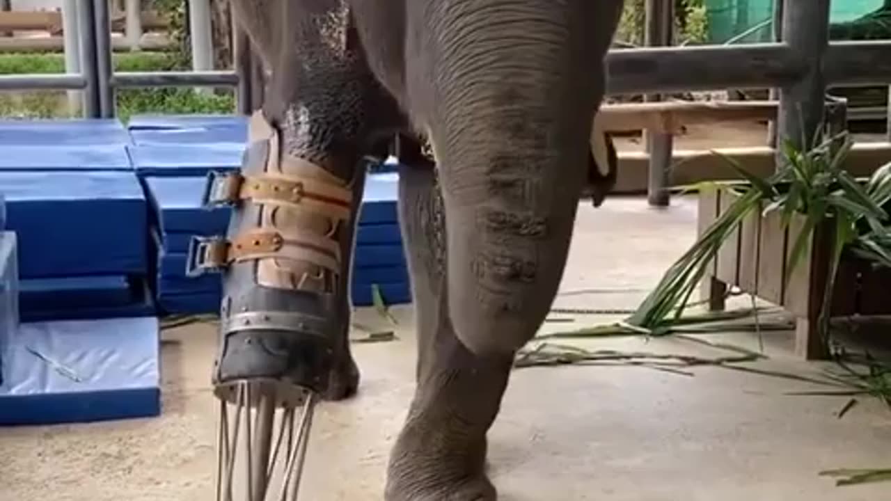 World’s first prosthetic leg for an elephant